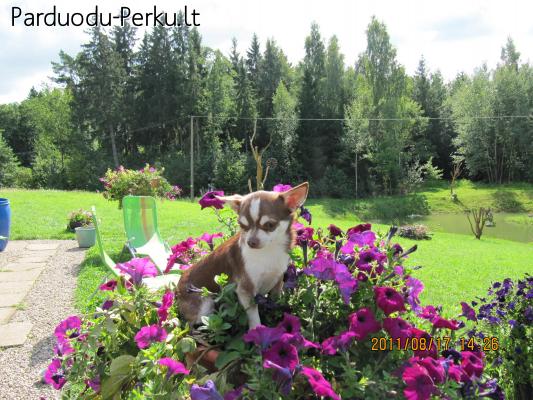 Cihuahua kviečia į pasimatymą