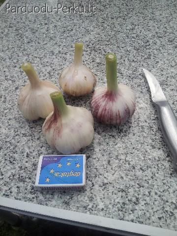 2015metu derliaus zieminia cesnakai kaina 2eurai