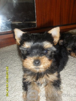 2men Jorksyro terjeriukas