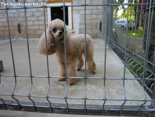 Šunų ir kačių viešbutis