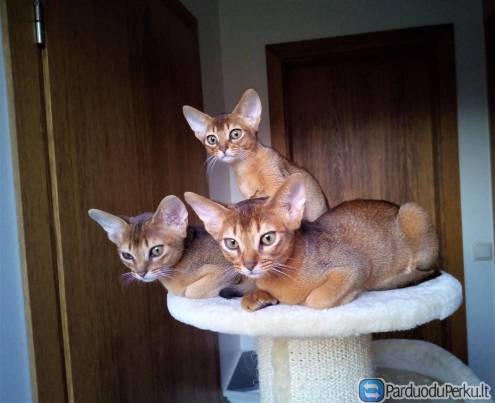 abisinijos kačiukai