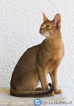 Abisinijos veisliniai berniukas ir mergaitė