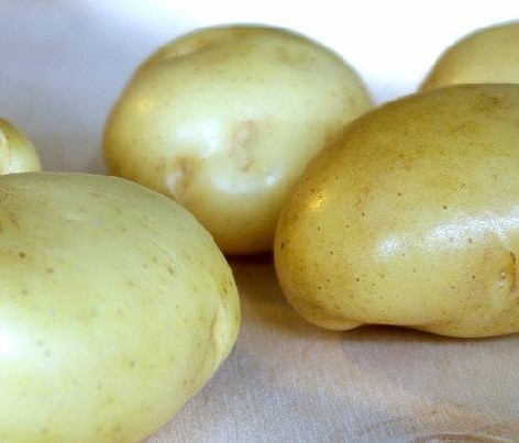 ADORA SĖKLINĖS BULVĖS