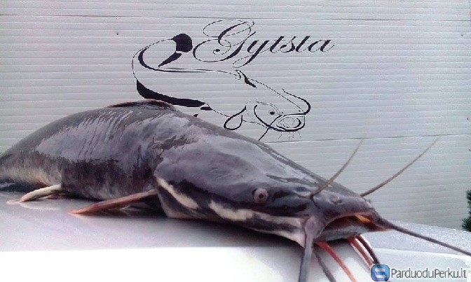 Afrikinio šamo mailius