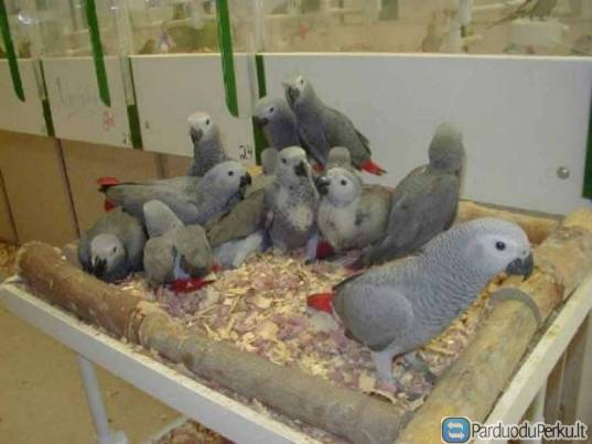 AFRIKOS PILKIEJI PAPŪGOS