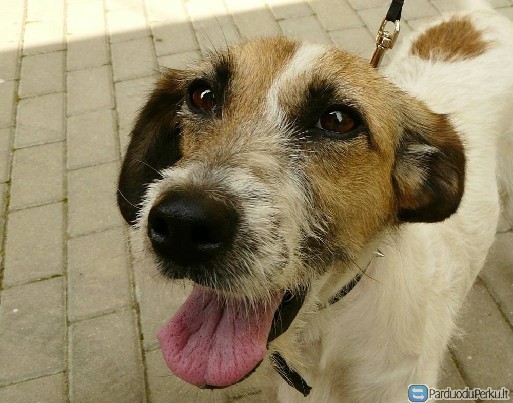 Aika ir Ledi iš Baisogalos: gyvenimas gali būti gražus