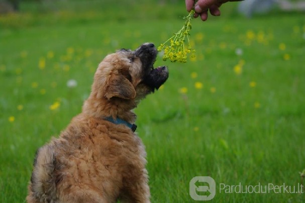 Airių kviečiaspalvis švelniaplaukis terjeras