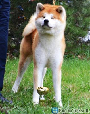 Akita inu aukščiausios japoniškos linijos