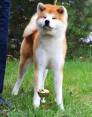 Akita inu aukščiausios japoniškos linijos