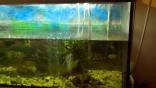 akvariumas 450l  zuvys + spintele