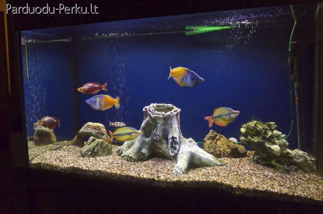 akvariumas