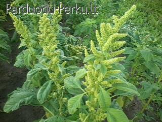 Amaranto- burnocio arbatą.