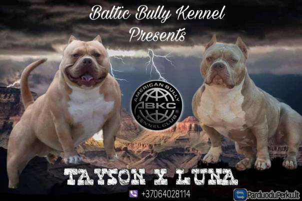 AMERICAN BULLY šuniukų vada