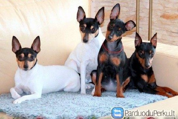Amerikiečių toifoksterjeras (Toy Fox Terrier)