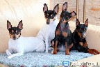 Amerikiečių toifoksterjeras (Toy Fox Terrier)