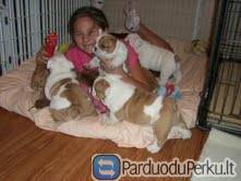 Anglų buldogo šuniukai priimami