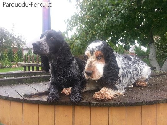 Anglų koker spanieliai