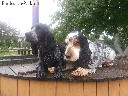 Anglų koker spanieliai