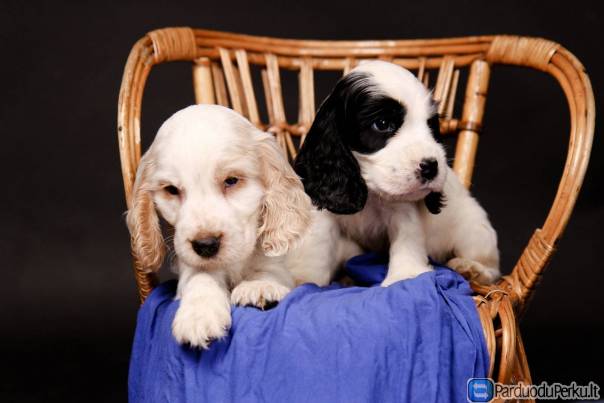 Anglų kokerspanielis šuniukai
