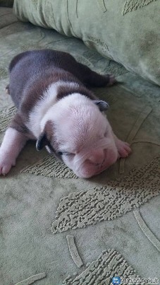 Anglu Buldogo šuniukai