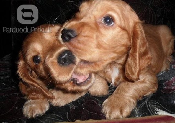 Anglu kokerspanieliai