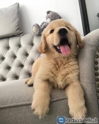 Auksaspalvių retriverių šuniukai