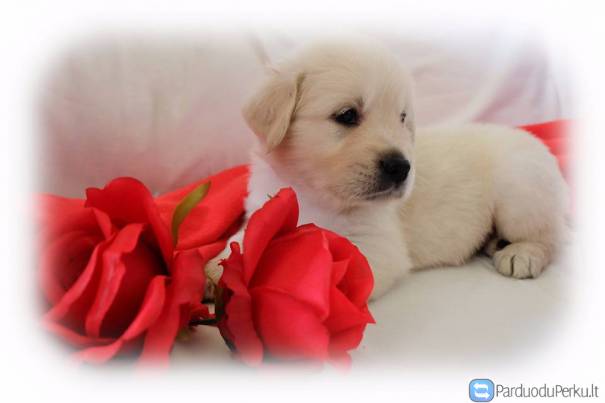 Auksaspalvio retriverio šuniukai