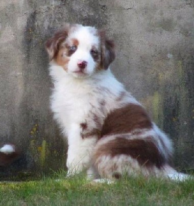 Australų aviganių šuniukai