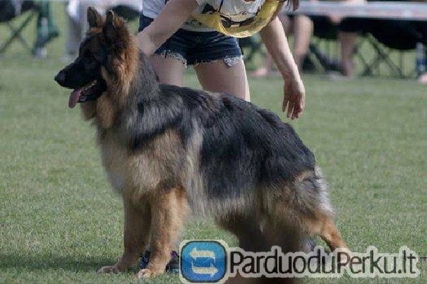 Aviganiai jlgaplaukiai