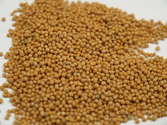 Baltosios garstyčios