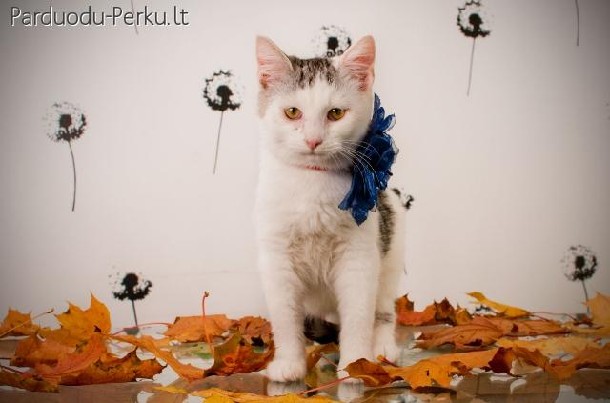 Baltuke dairosi namu