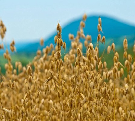 Belukščių avižų auginimas