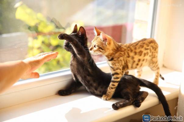 Bengalų veislės kilmingi kačiukai