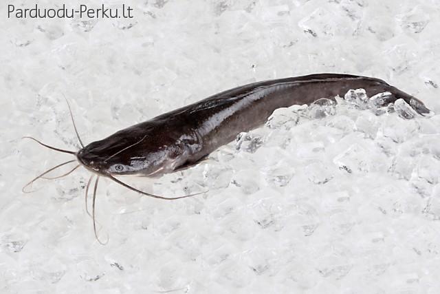 Beržu rūkyta žuvis