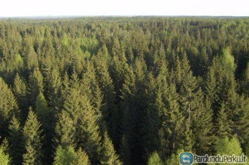 Brangiai ir greitai nupirksime jūsų mišką