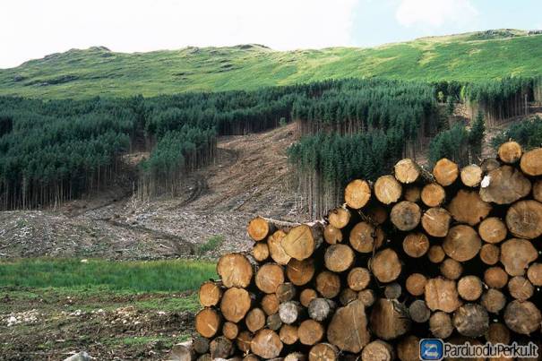 Brangiai nupirkčiau mišką, padedu tvarkyt popierius