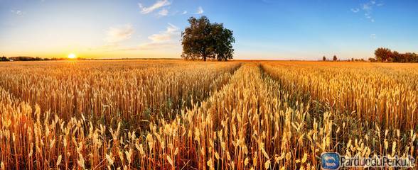Brangiausiai perkame visų rūšių grūdus