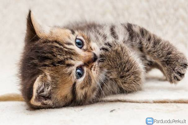 Britų trumpaplaukis (marmurinis berniukas!)