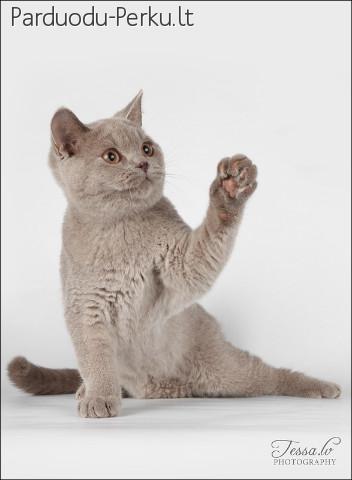 Britų trumpaplaukis kačiukas ieško naujų namų