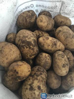 Bulves, morkos, burokeliai