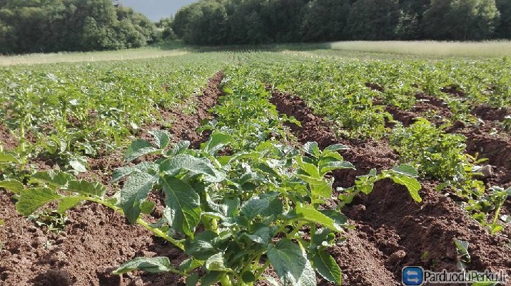 Bulvės užaugintos šeimos ūkyje