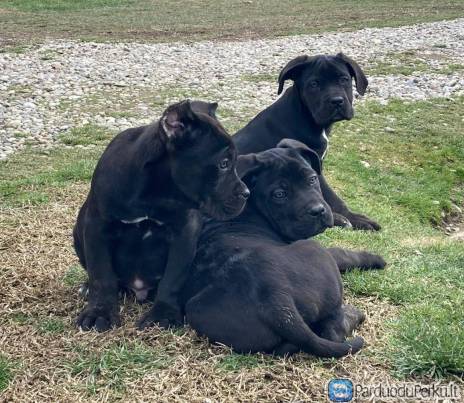 Cane Corso šuniukai