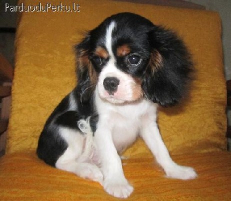 Cavalier King Charles puppy