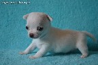 Chihuahua puppies