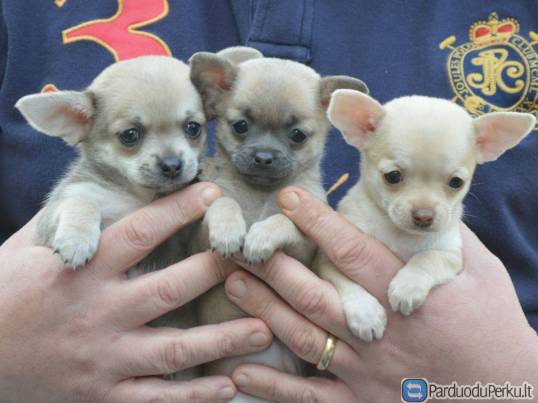 Čihuahua šuniukai