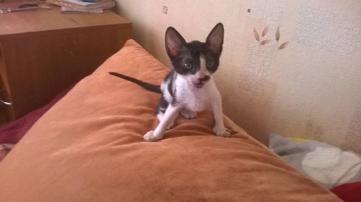 cornish rex kaciukai