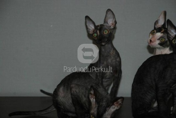 Cornish rex kaciukus