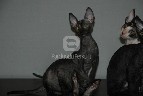 Cornish rex kaciukus