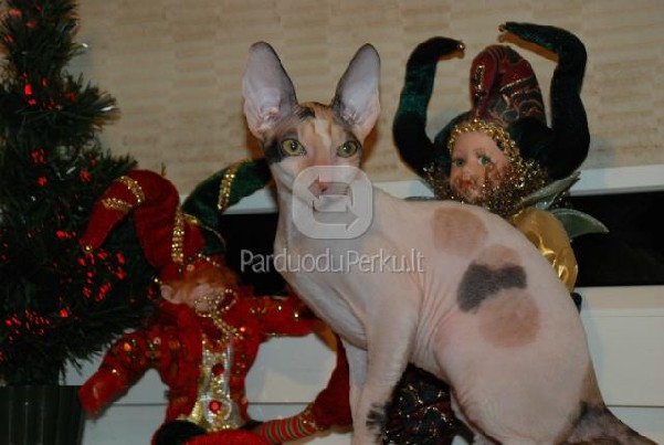 Cornish rex