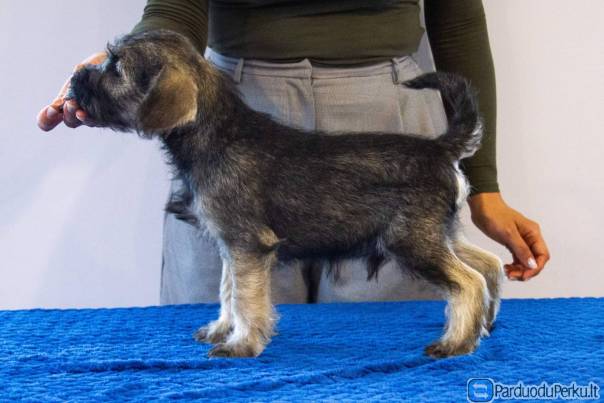 Cvergšnaucerių šuniukai